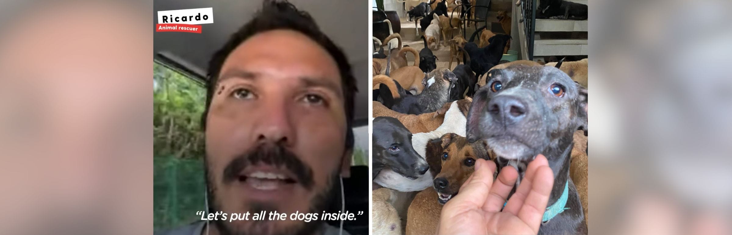 Man Welcomes 300 Dogs Into His Home to Protect Them From Hurricane