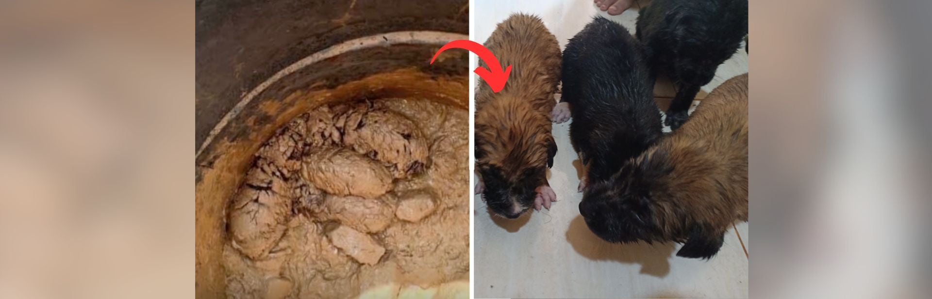 Man Mistakes “Mud Balls” for Rocks, Ends Up Rescuing Five Fluffy Puppies