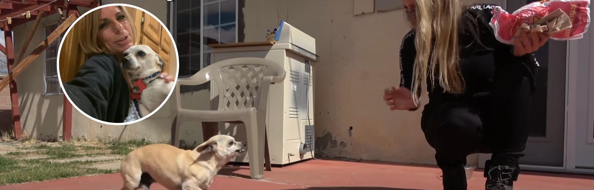 Scared Chihuahua Learns To Trust Again Thanks To A Kind Rescuer