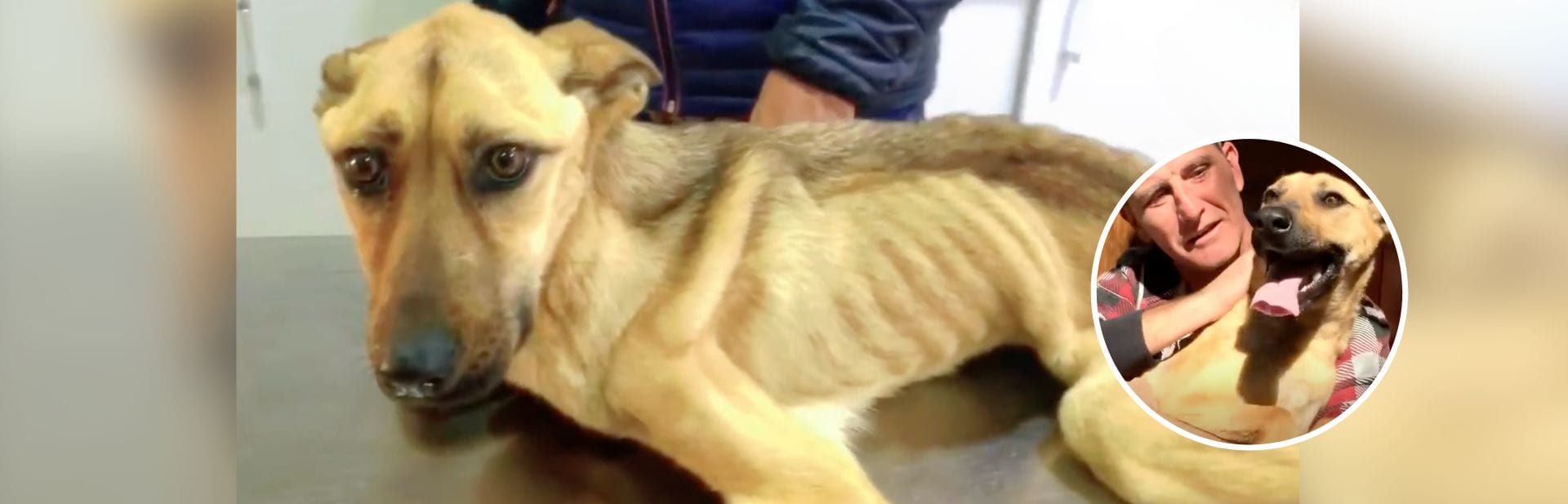 Starving Pup Fights For Life Until A Loving Heart Steps In