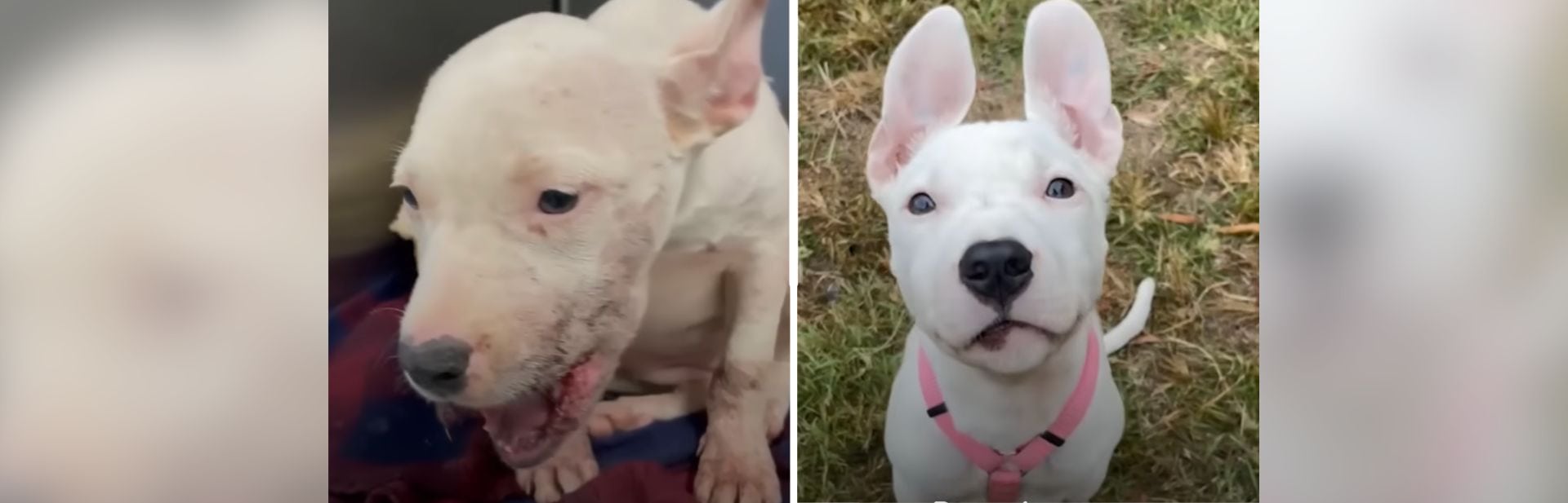 This Adorable Pittie’s Bunny Ears Tell a Story of Survival and Rescuer’s Love