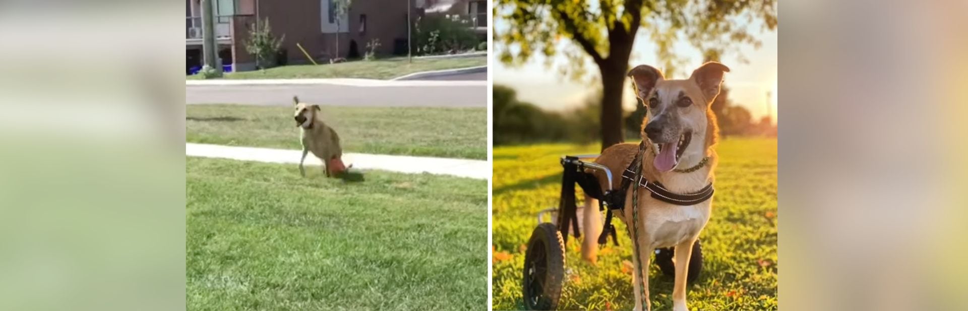 Paralyzed And Alone, Two-Legged Pup Finds More Than A Home Through Unexpected Miracle