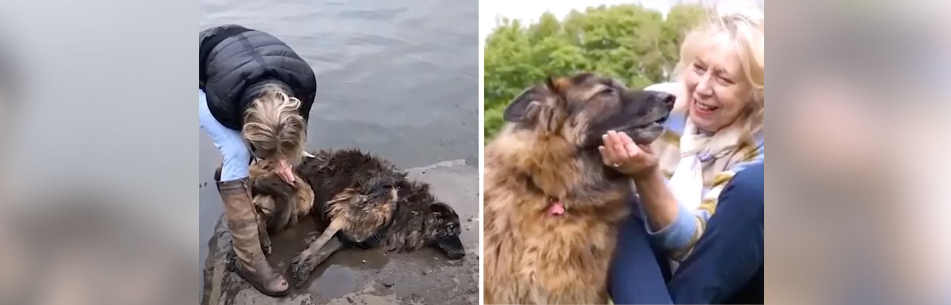 11-Year-Old German Shepherd Saved From Drowning Gets a Second Chance Thanks To Elderly Couple